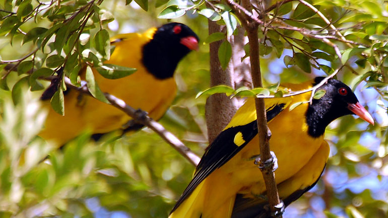 Muthanga Wildlife Sanctuary
